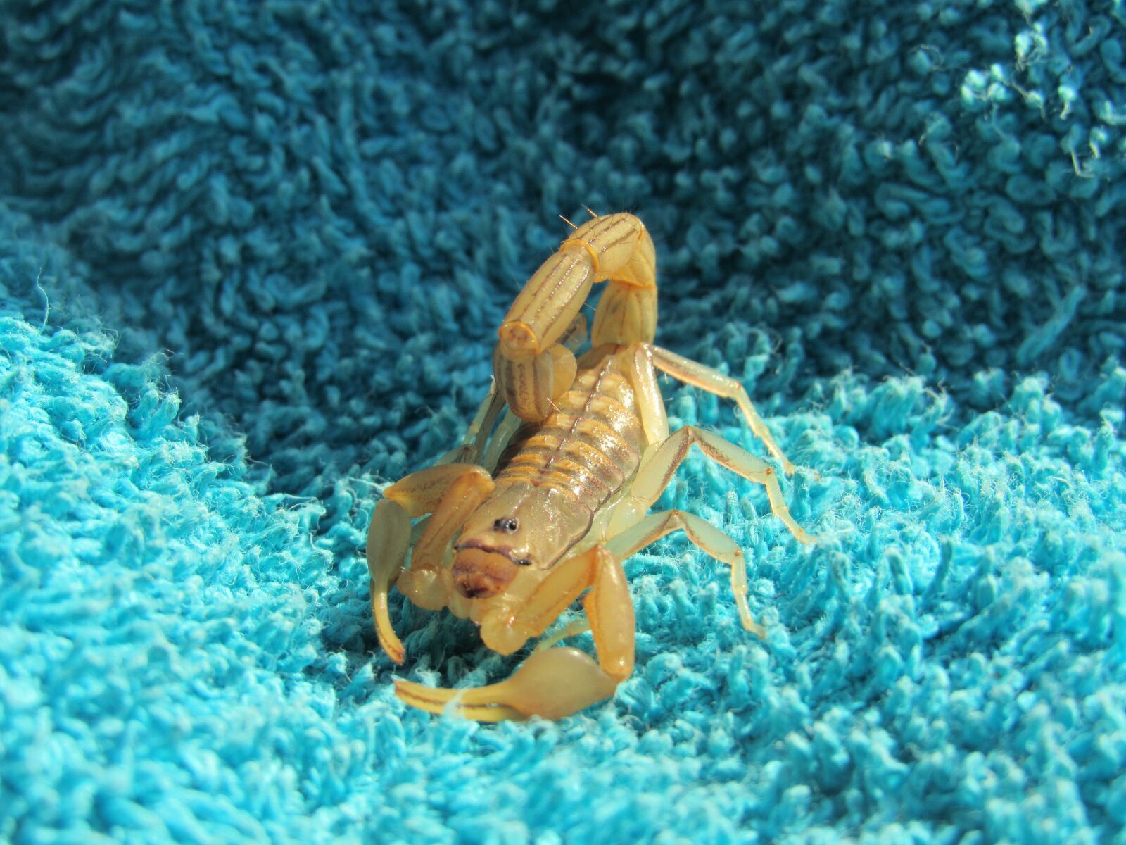 Canon PowerShot SX530 HS sample photo. Scorpion, bug, yellow photography