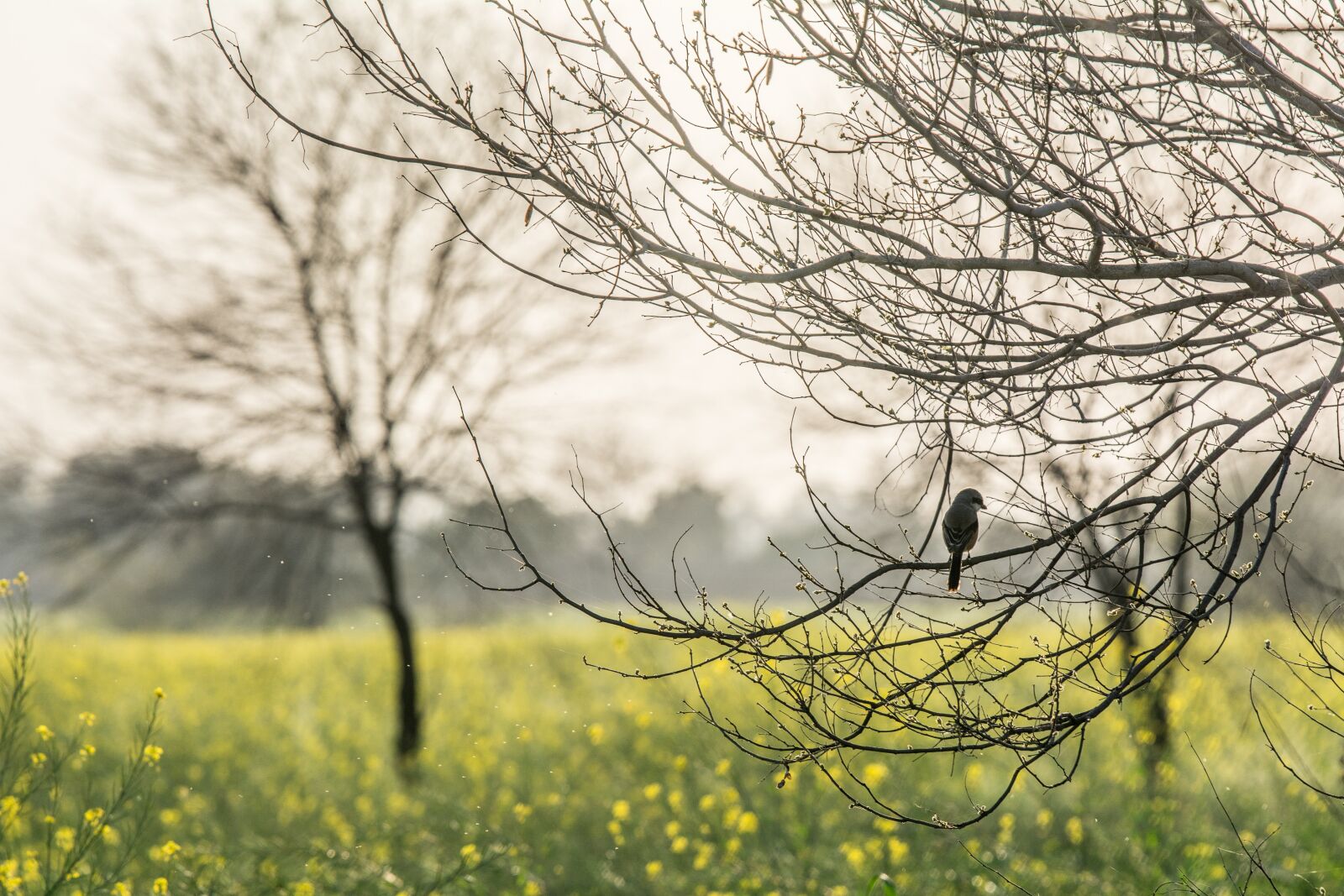 Nikon D7100 sample photo. Lonely bird, bird, nature photography