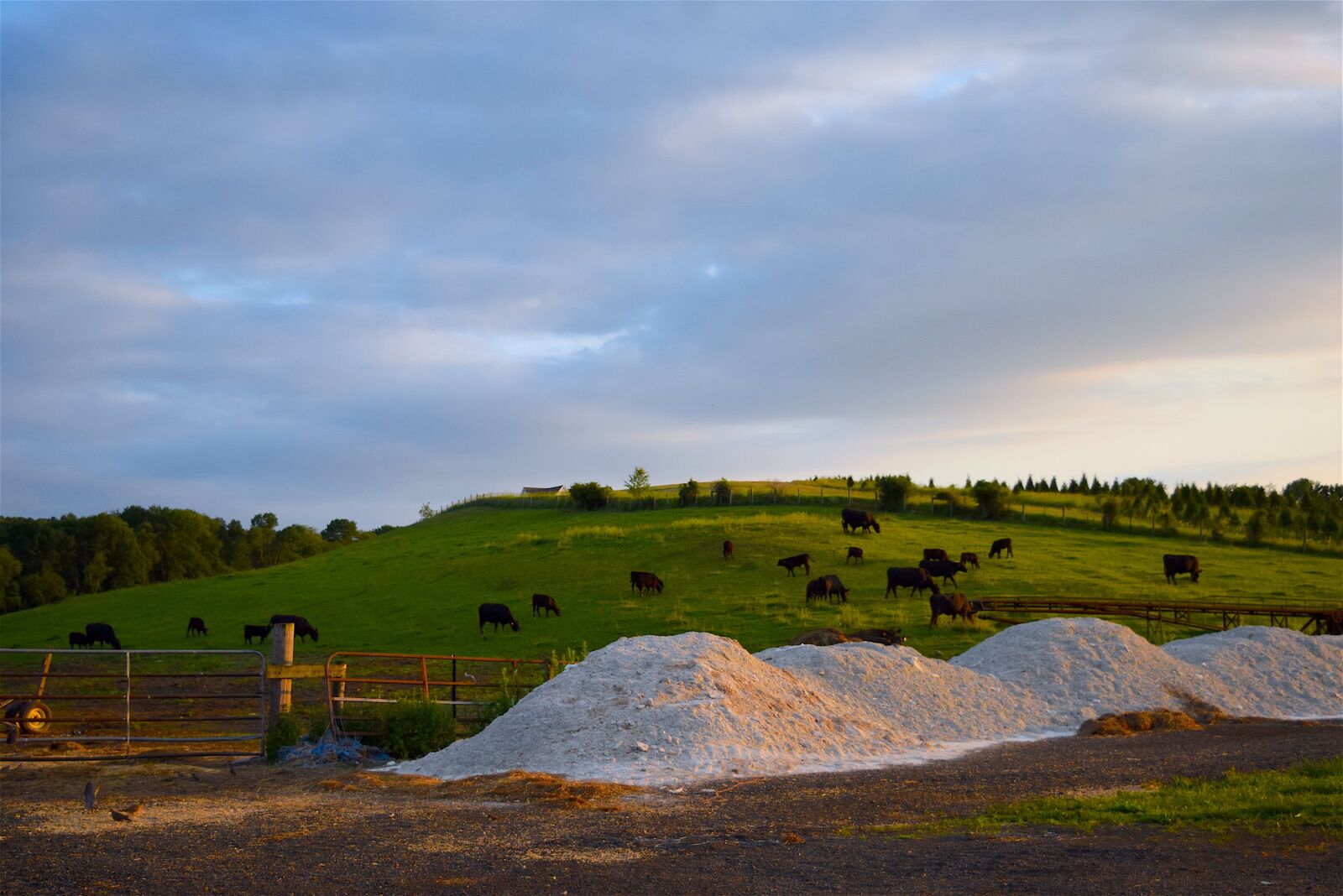 Nikon D3300 sample photo. Cows, farm, hillside photography