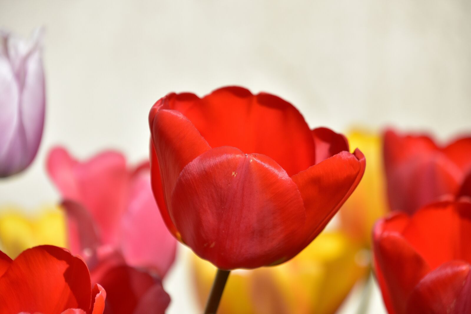 Nikon D7200 sample photo. Red tulip, garden, flower photography