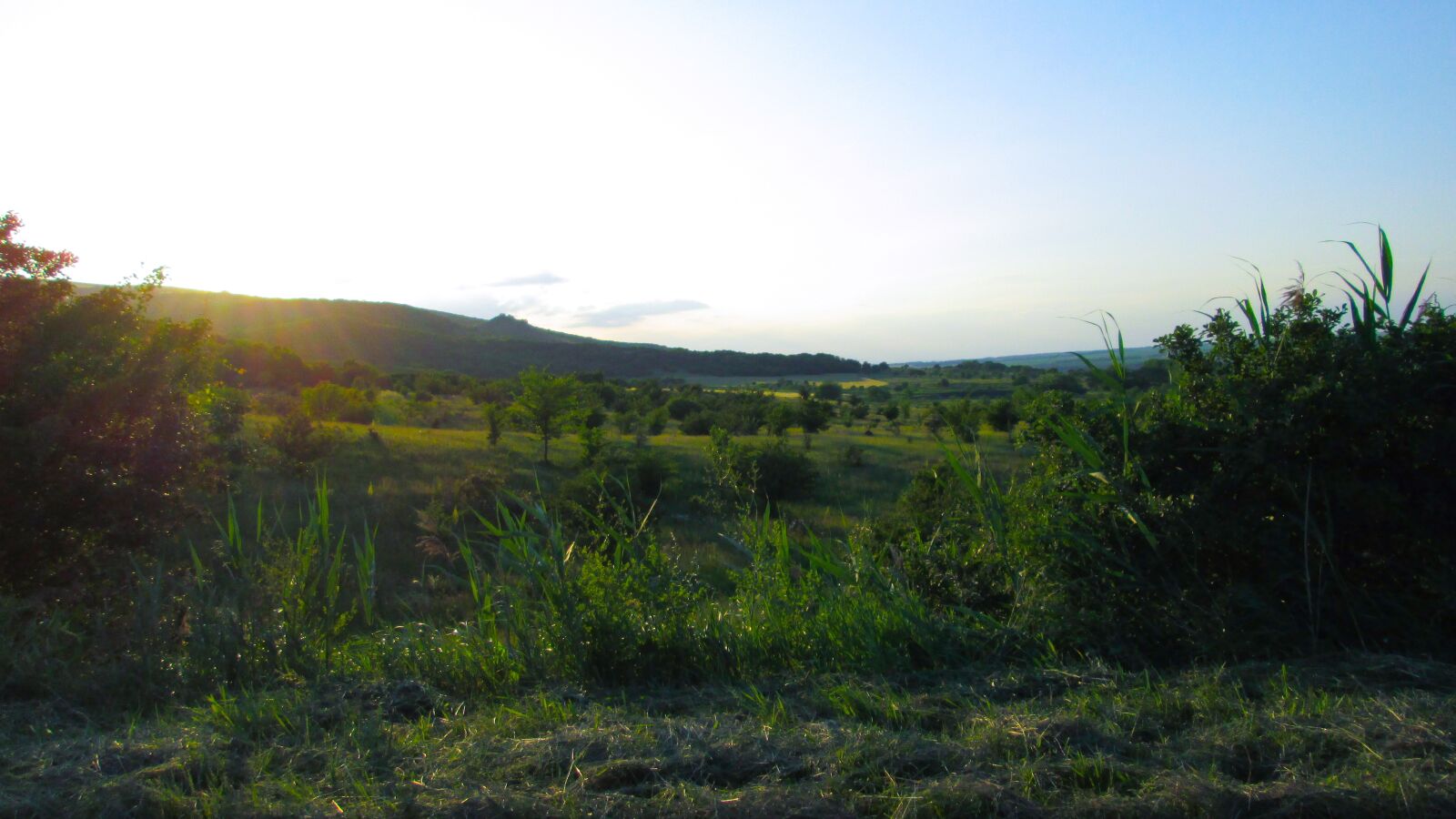 Canon PowerShot A810 sample photo. Nature, ecology, forest photography