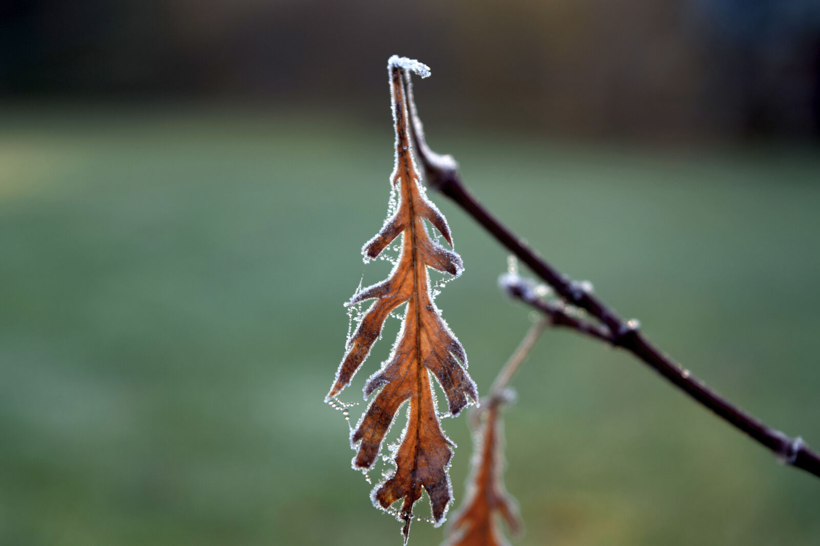 Nikon D3300 sample photo. Autumn, frost, leaf photography