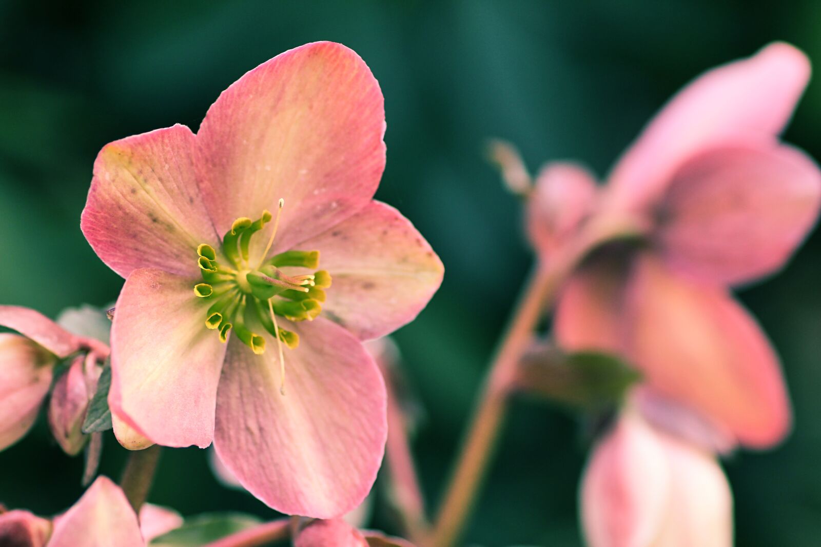 Tamron SP 90mm F2.8 Di VC USD 1:1 Macro sample photo. Christmas rose, flower, plant photography