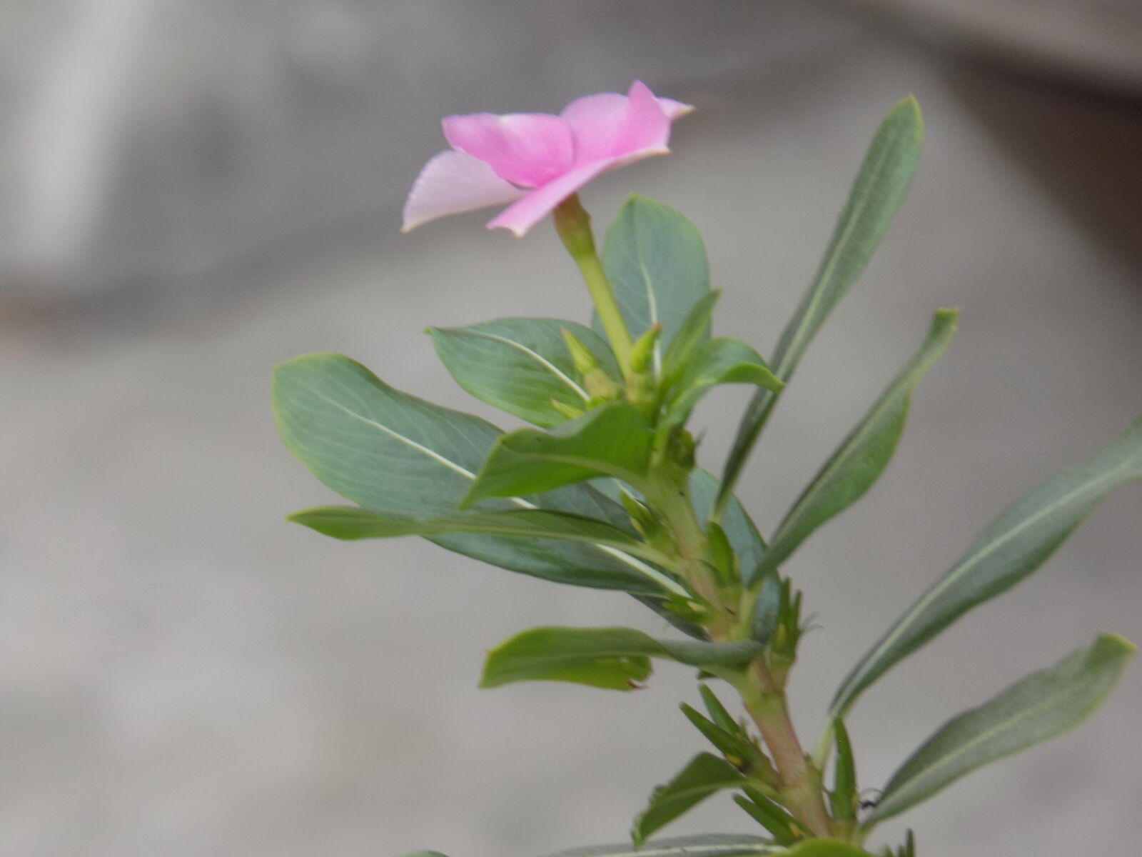 Nikon COOLPIX L330 sample photo. Beautiful, flowers photography