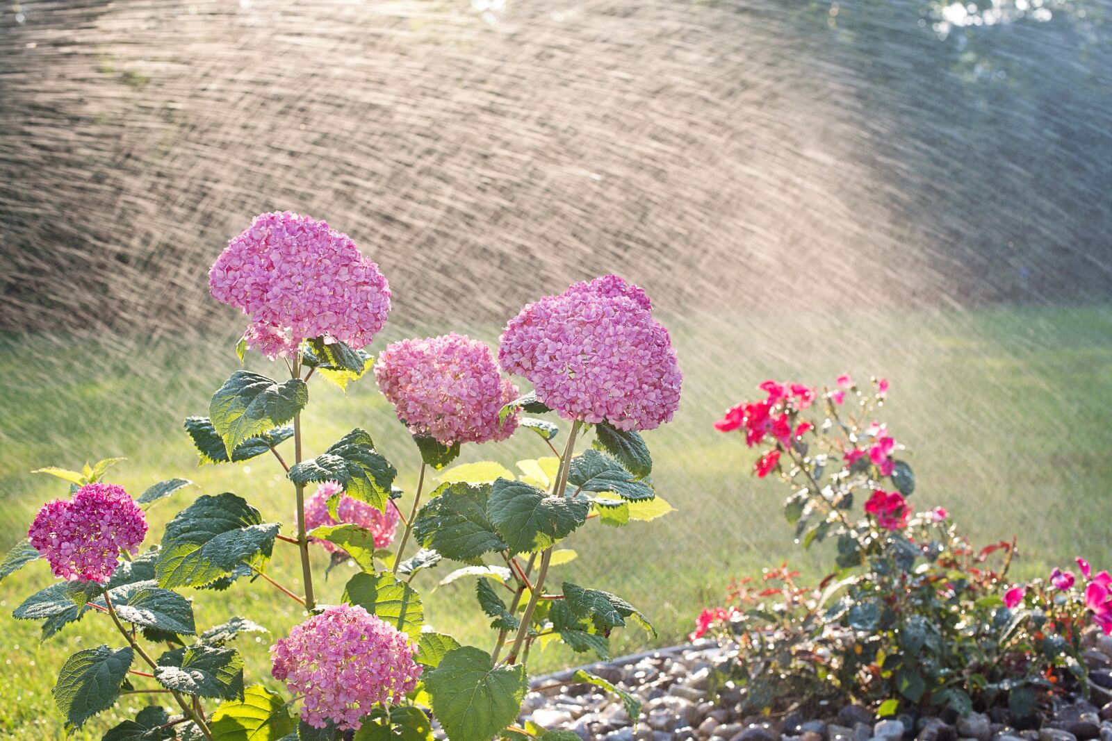 Canon EF 50mm F1.4 USM sample photo. Hydrangeas, watering, sprinkling photography