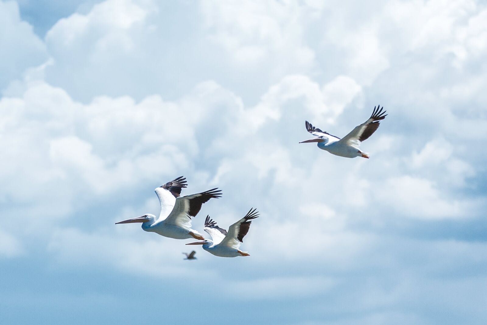 Canon EOS 5D Mark III sample photo. Animals, avian, beaks photography