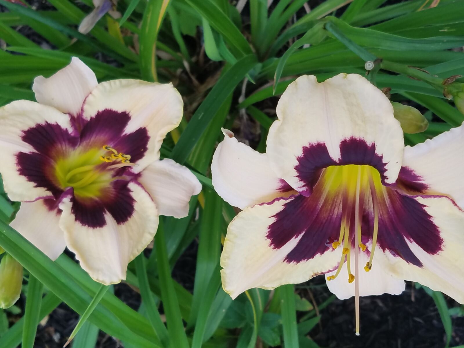 Samsung Galaxy S7 sample photo. Beautiful, flowers, nature, nature photography