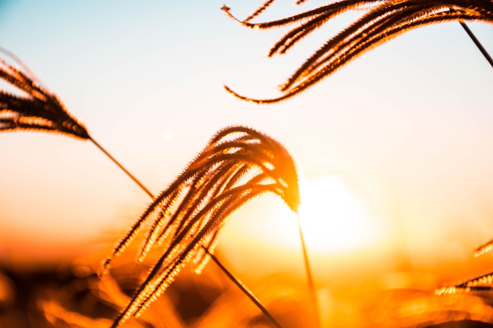 Nikon D7200 sample photo. Plant, sunset, horizon photography
