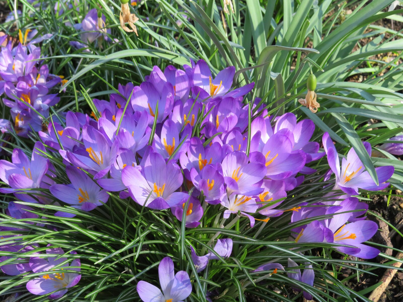 Canon PowerShot SX540 HS sample photo. Crocus, flower, spring photography