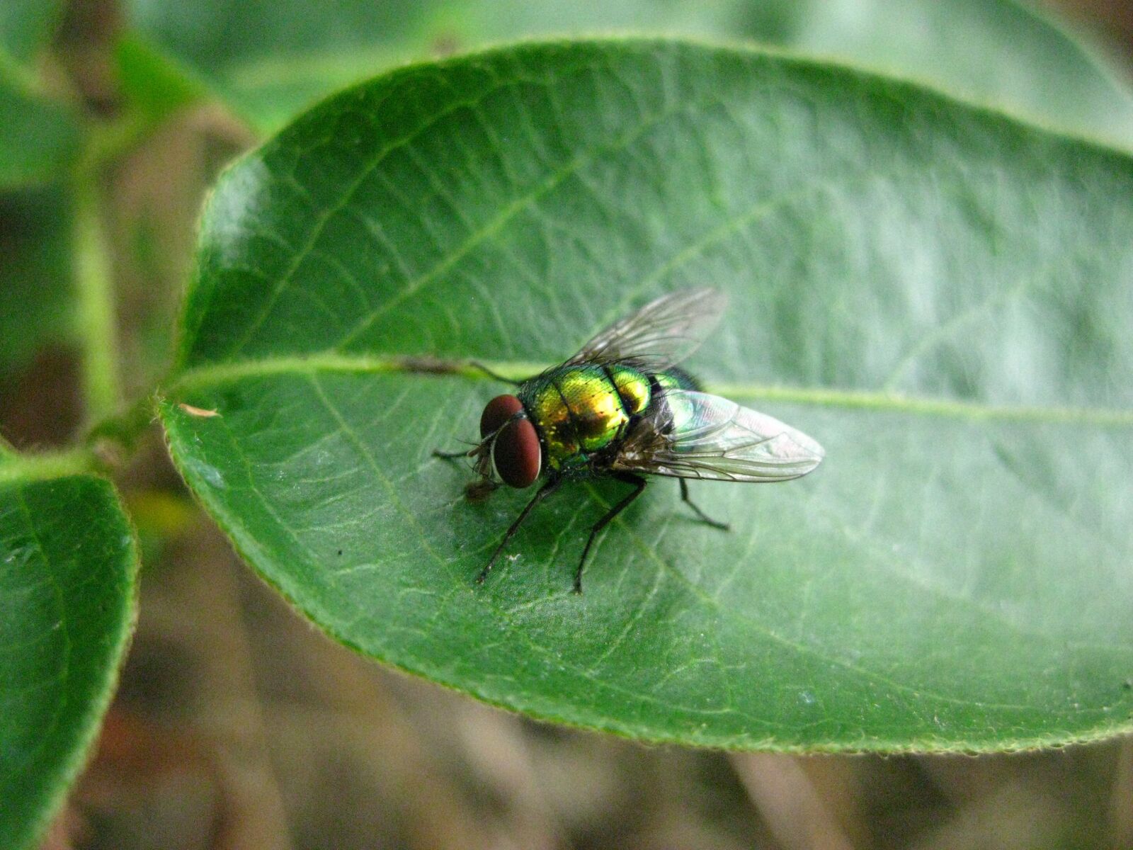Canon PowerShot SD1100 IS (Digital IXUS 80 IS / IXY Digital 20 IS) sample photo. Nature, insect, pest photography
