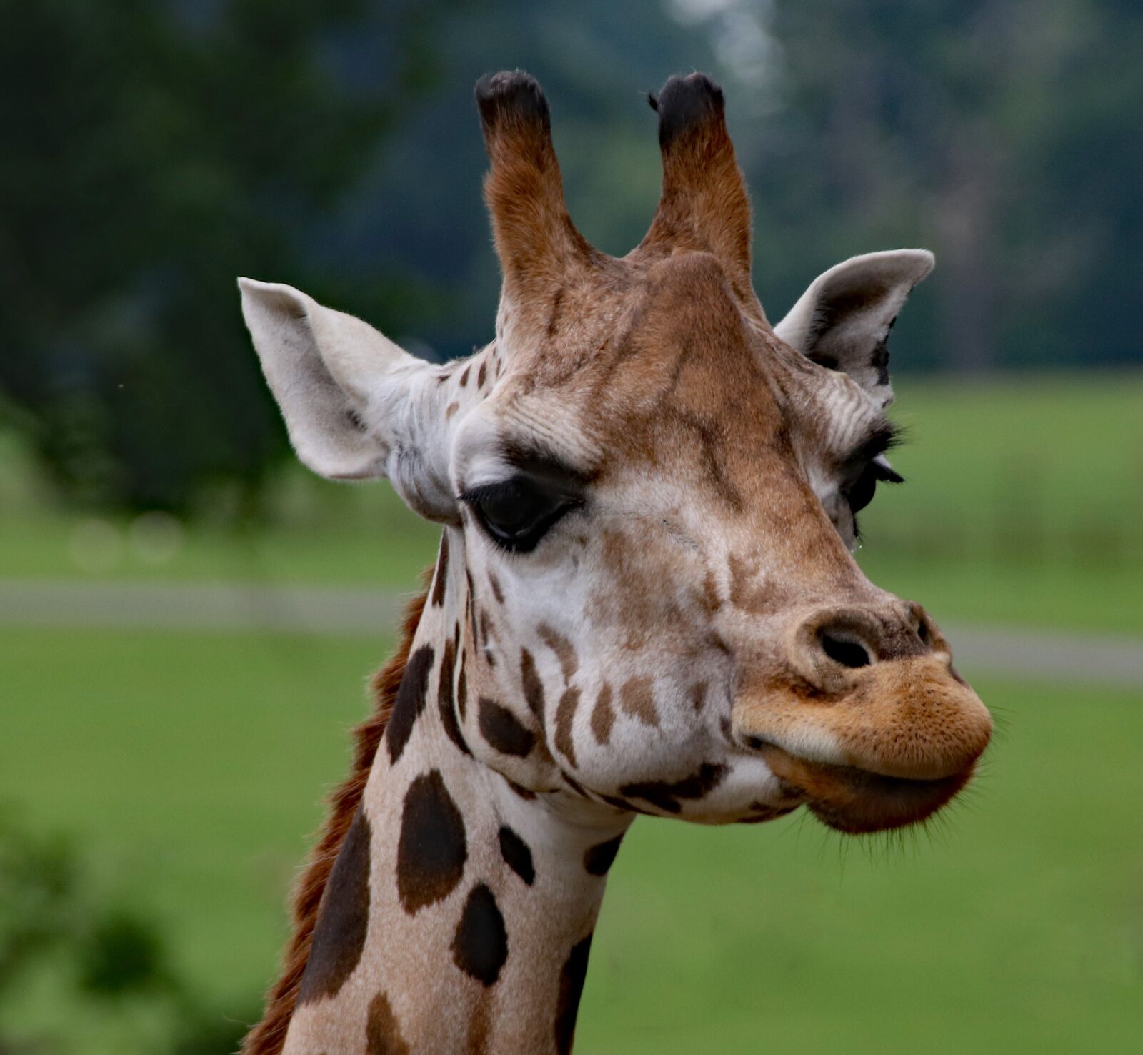 Canon EOS 760D (EOS Rebel T6s / EOS 8000D) sample photo. Giraffe, giraffe portrait, wildlife photography