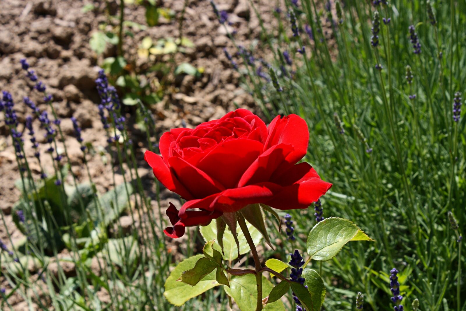 Canon EOS 1000D (EOS Digital Rebel XS / EOS Kiss F) sample photo. Rose, garden rose, red photography