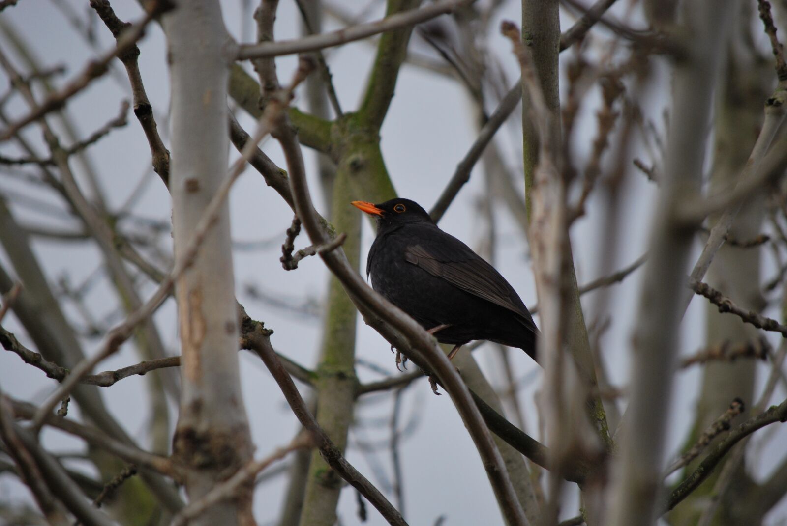 Nikon D60 sample photo. Bird, tree, nature photography