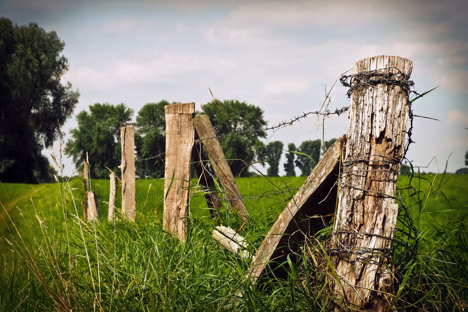 Olympus OM-D E-M10 sample photo. Landscape, nature, meadow photography