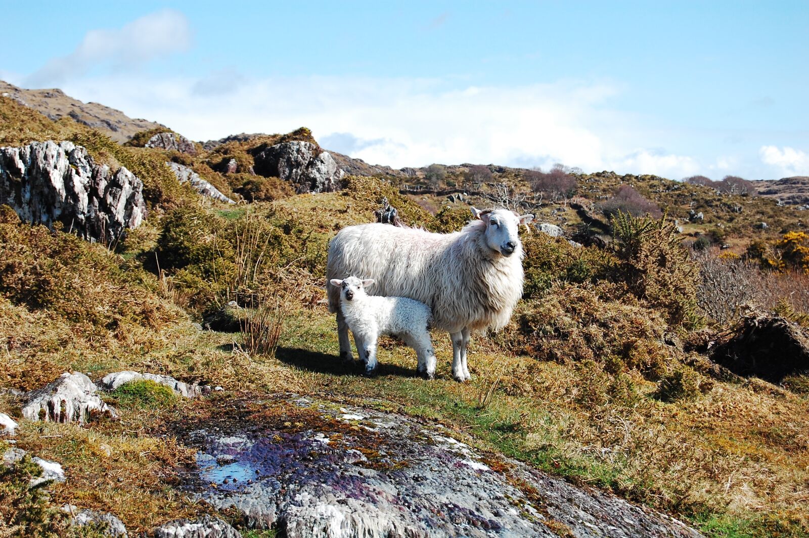 Nikon D40 sample photo. Animals, lamb, sheep photography