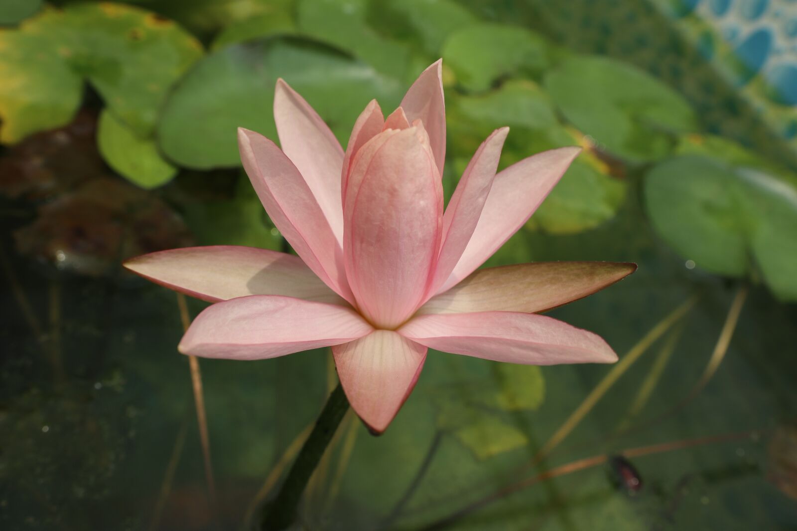 Canon EOS M6 sample photo. Waterlily, pink color, lotus photography