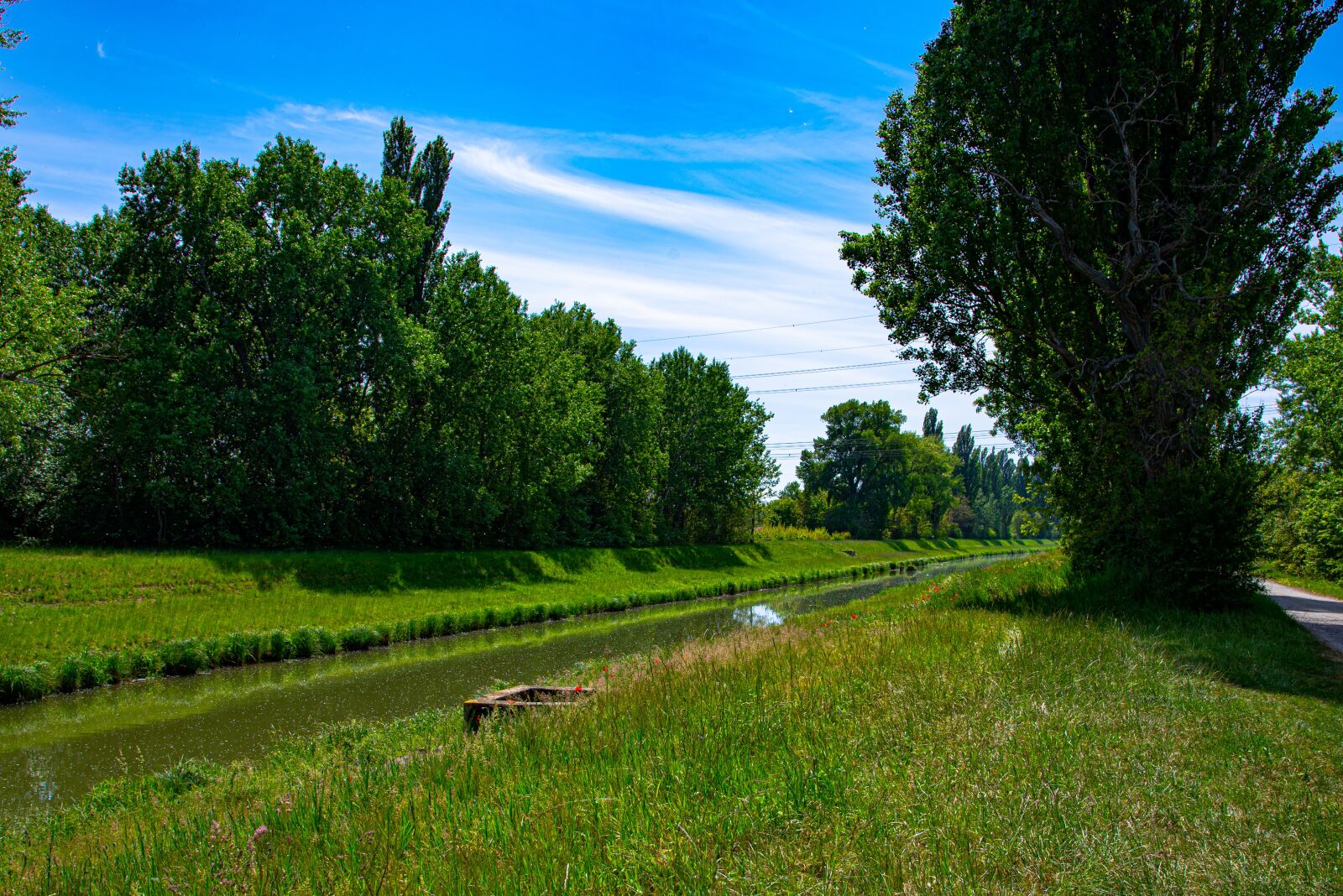 Nikon D750 sample photo. Nature, green, s photography