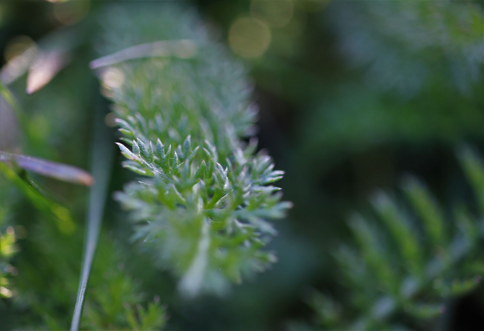 Canon EOS 7D sample photo. Plant, green, meadow photography