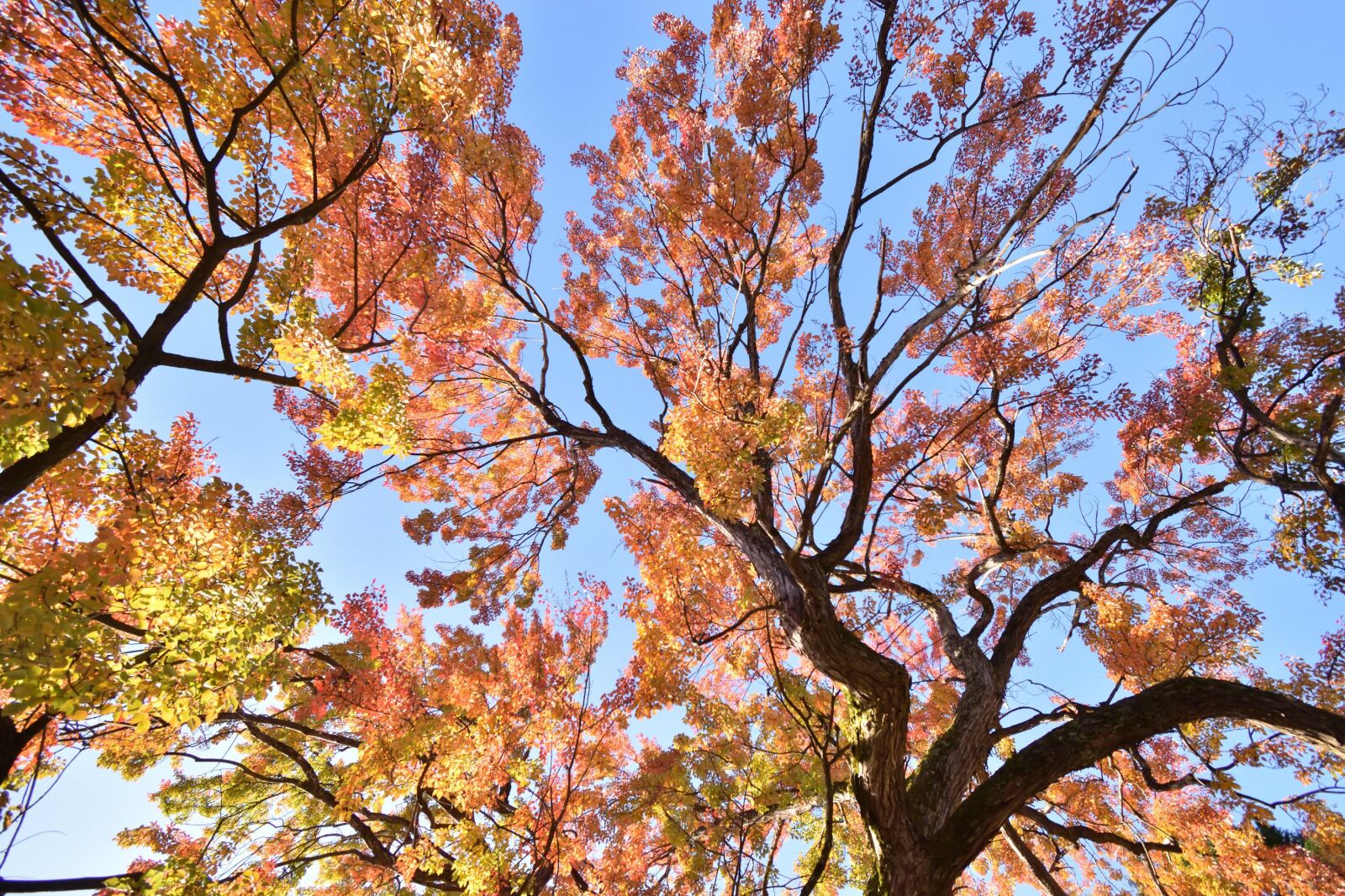 Nikon D3500 sample photo. Autumn, leaves, forest photography