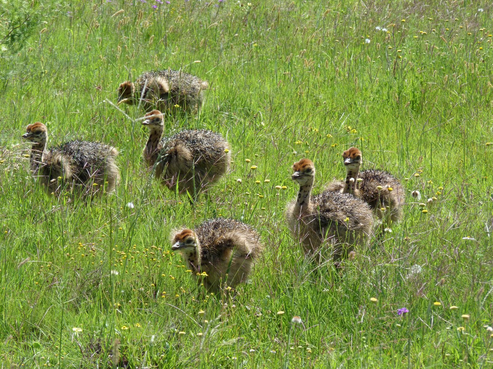 Panasonic Lumix DMC-FZ35 (Lumix DMC-FZ38) sample photo. Strauss, bouquet, bird bouquet photography