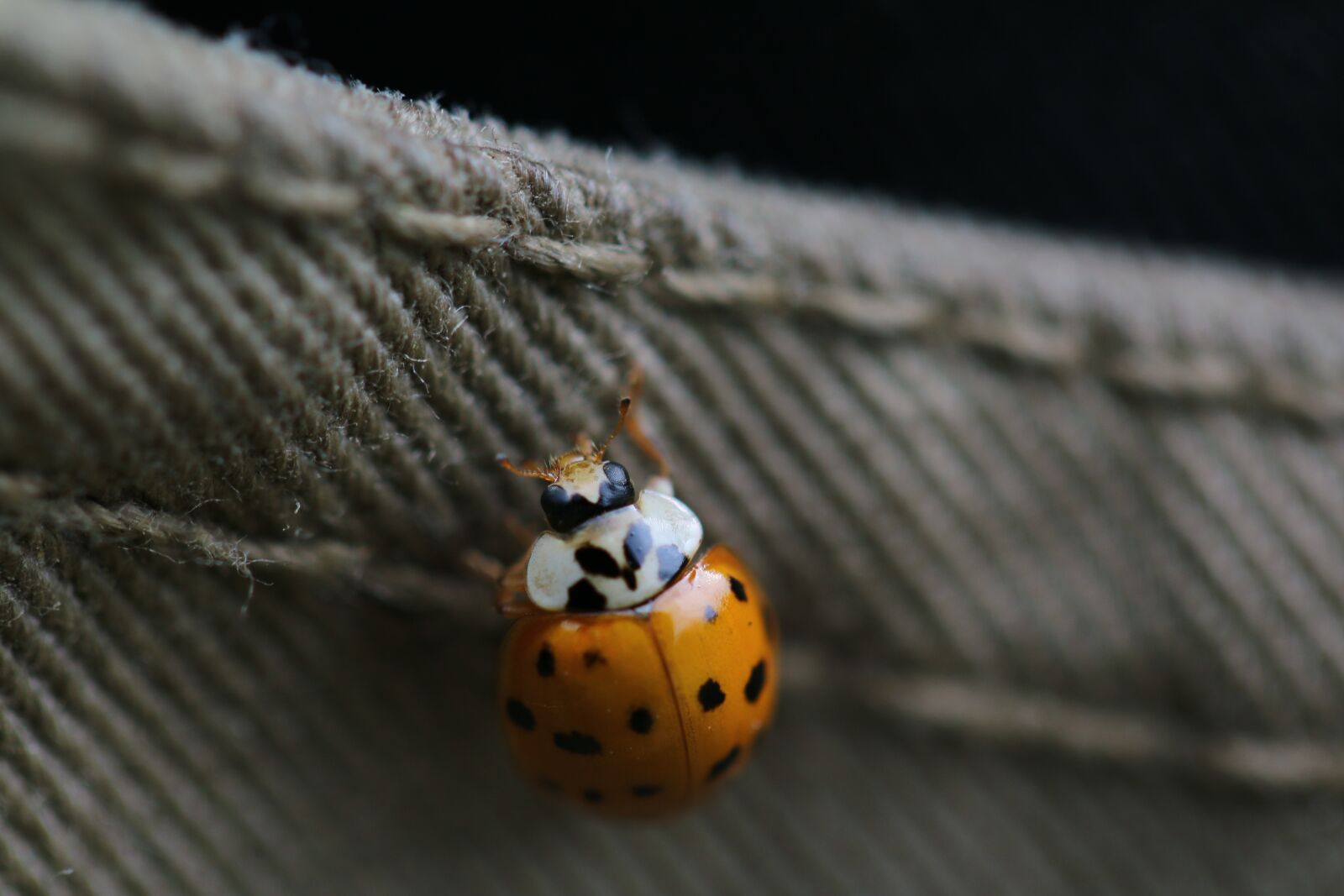 Canon EOS 70D sample photo. Ladybug, insect, nature photography