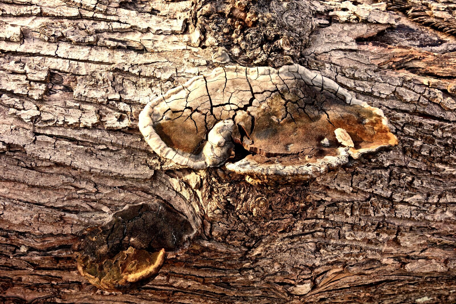 Sony Cyber-shot DSC-RX100 sample photo. Mushroom, growth, fungus photography