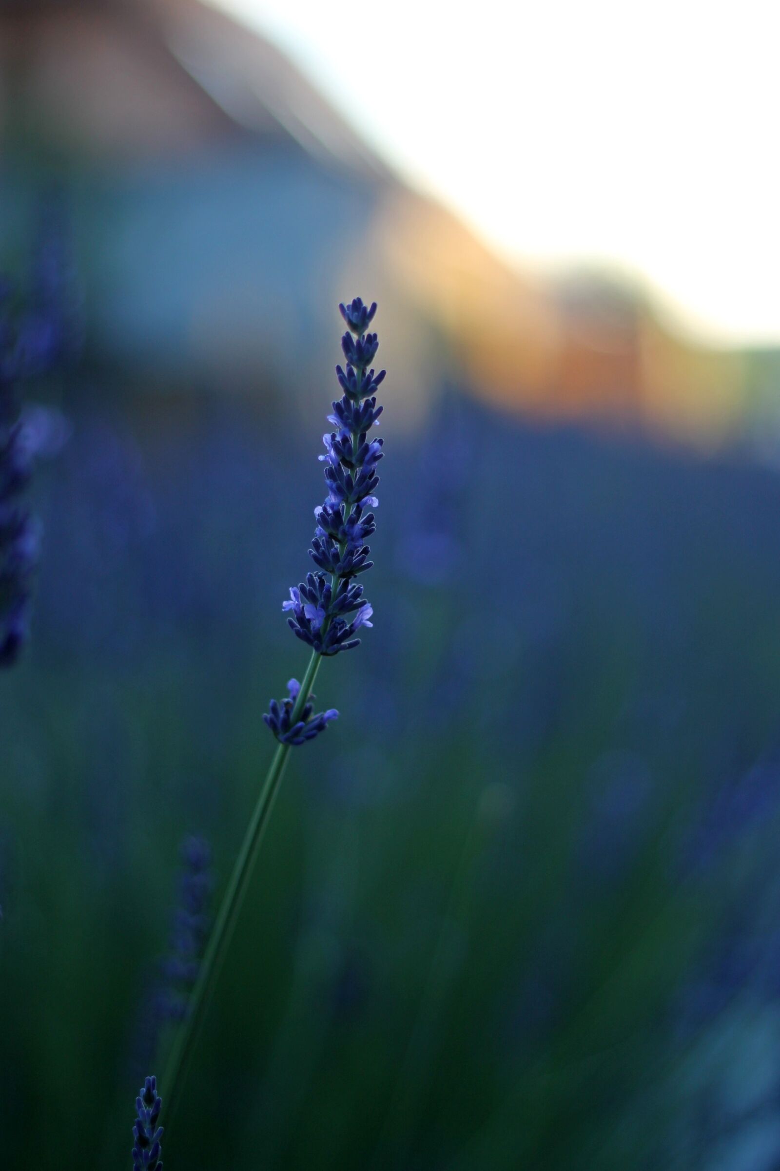 Canon EF 50mm F1.8 II sample photo. Lavender, blue, provence photography