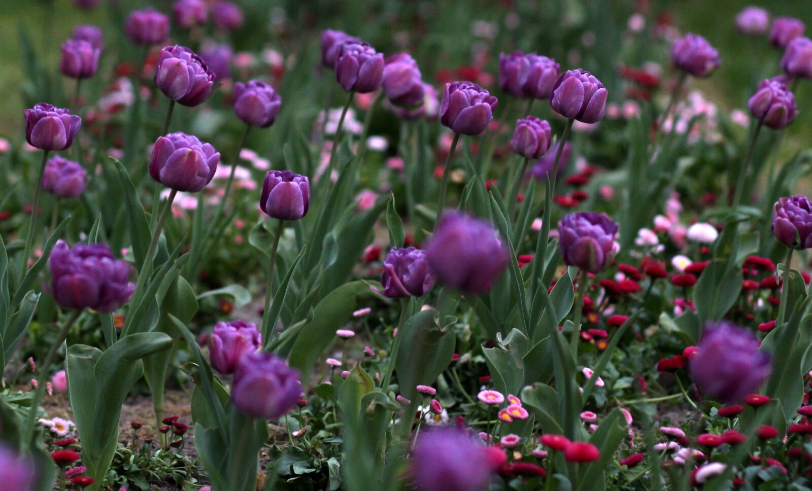 Canon EOS 700D (EOS Rebel T5i / EOS Kiss X7i) + Canon EF 85mm F1.8 USM sample photo. Tulips, mov, flowers photography