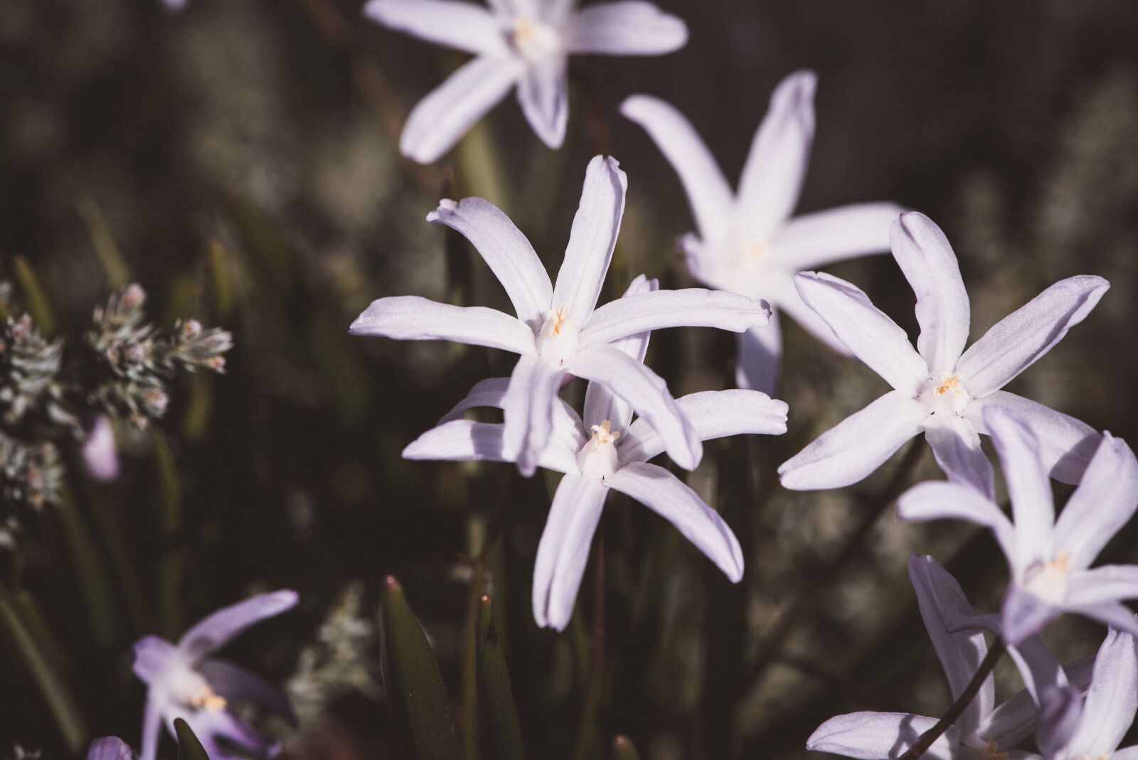 Nikon D750 sample photo. Flowers, white, spring photography