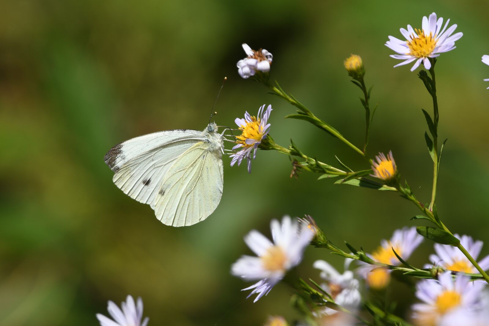 Nikon D7500 sample photo. Butterfly, insect, animal photography