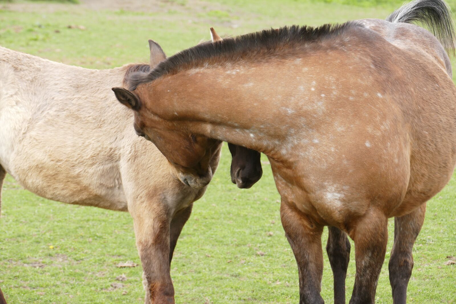 Panasonic Lumix DMC-FZ1000 sample photo. Horses, coupling, friendship photography