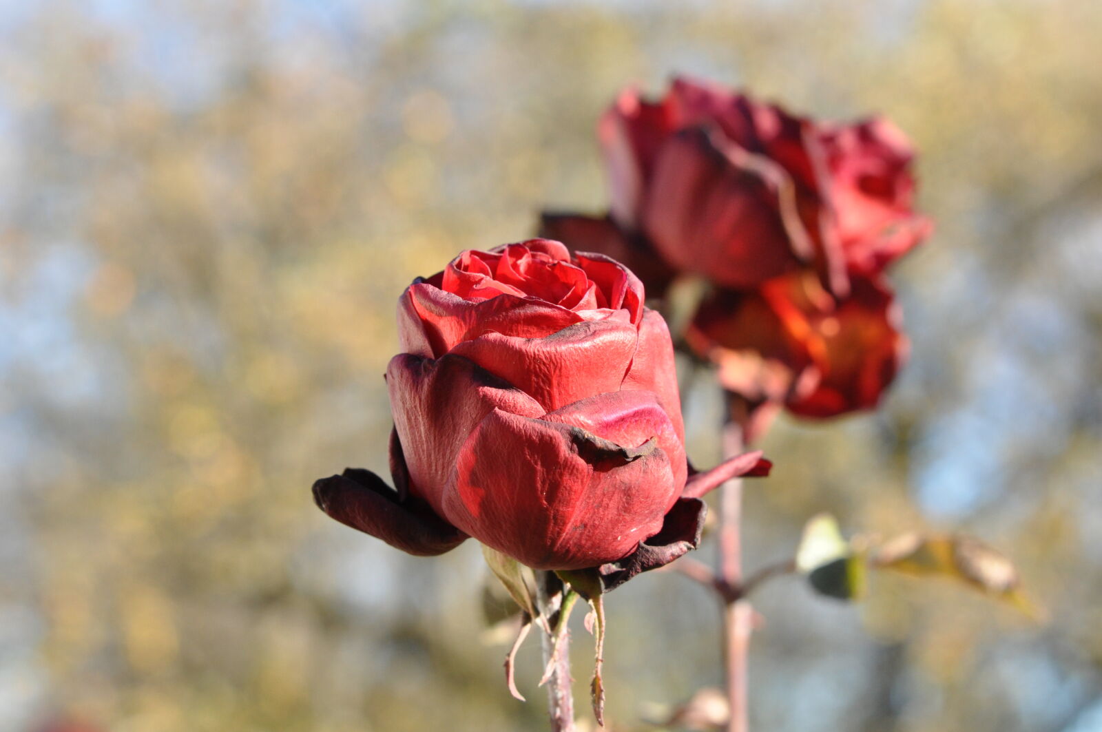 Nikon D90 sample photo