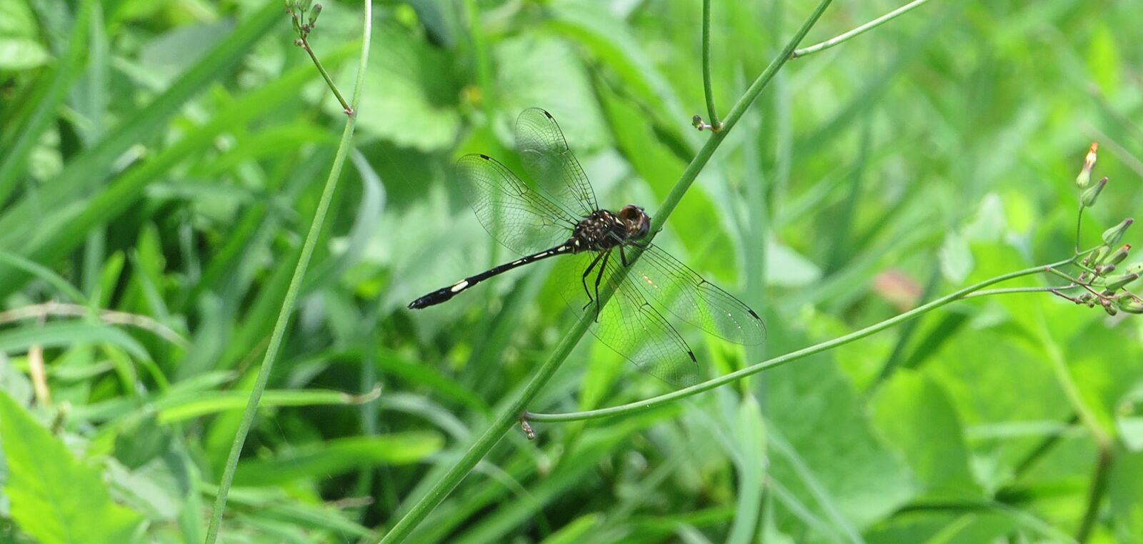 Canon PowerShot SX50 HS sample photo. Insect, macro, dragonfly photography