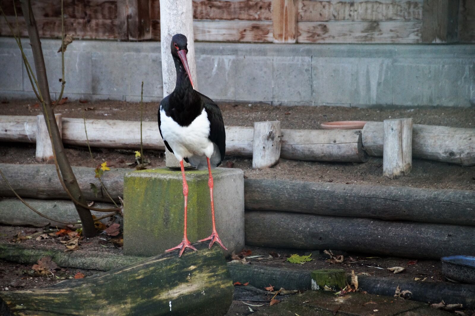 Sony SLT-A58 sample photo. Stork, black, captivity photography