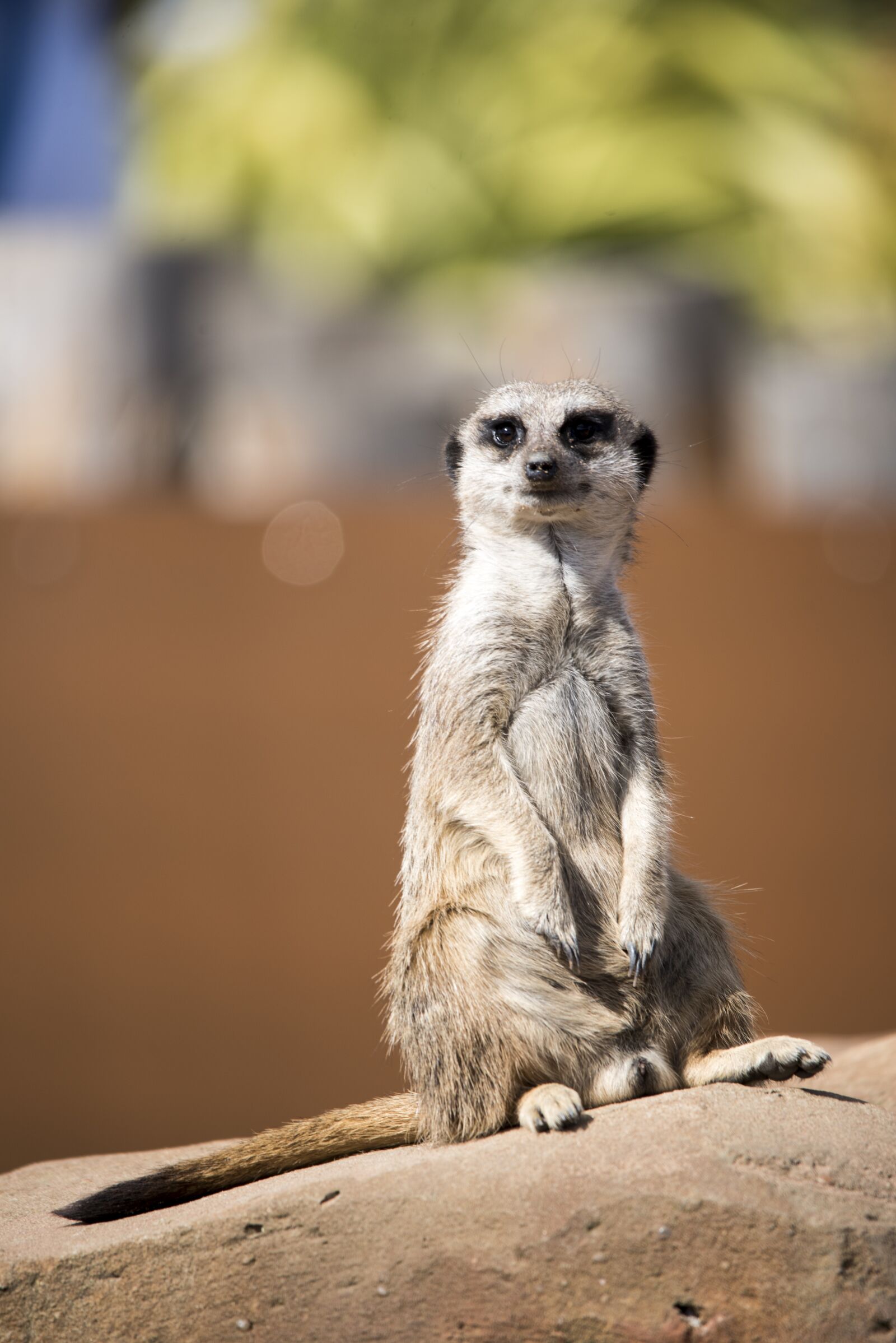 Nikon D750 sample photo. Meercat, zoo, wildlife photography