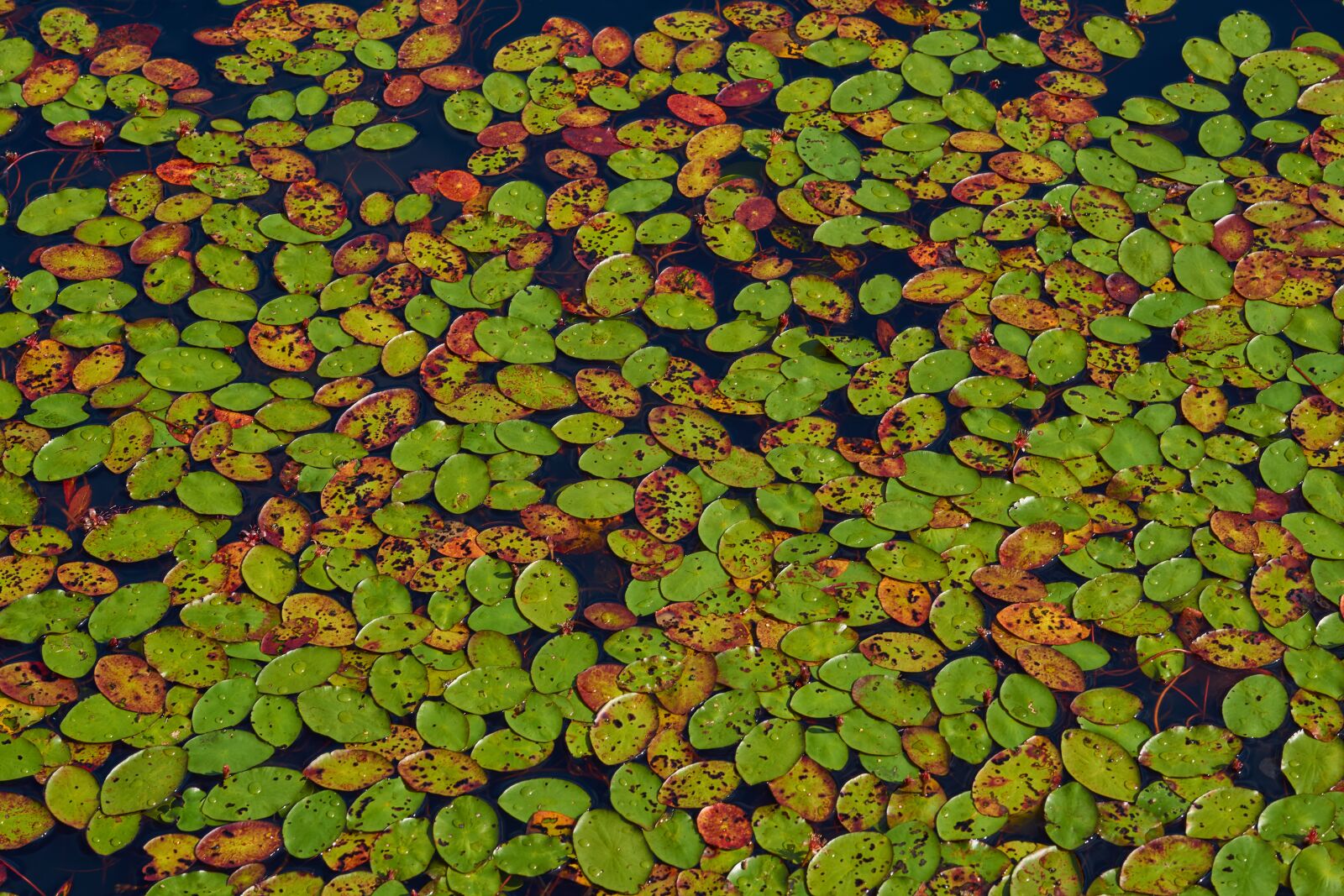 Sony a6000 sample photo. Water lilies, water, pond photography
