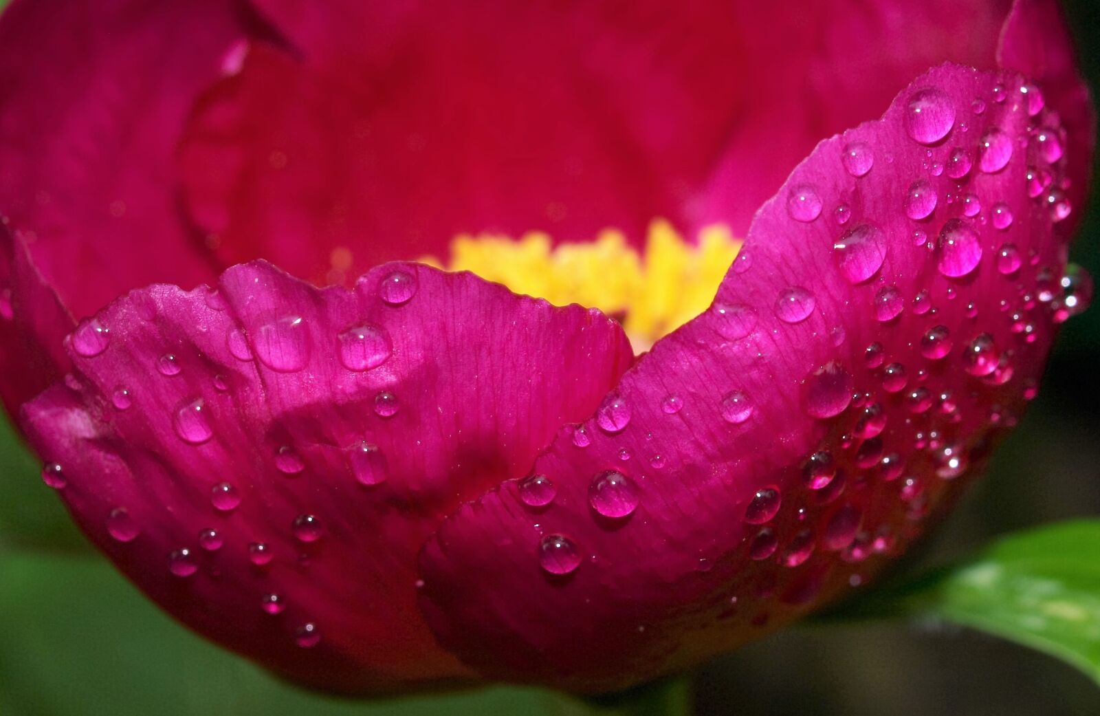 Olympus E-520 (EVOLT E-520) sample photo. Flower, nature, flora photography