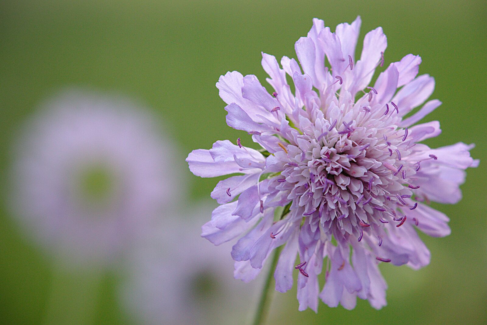 Canon EOS M5 sample photo. Widow flower, flower, purple photography
