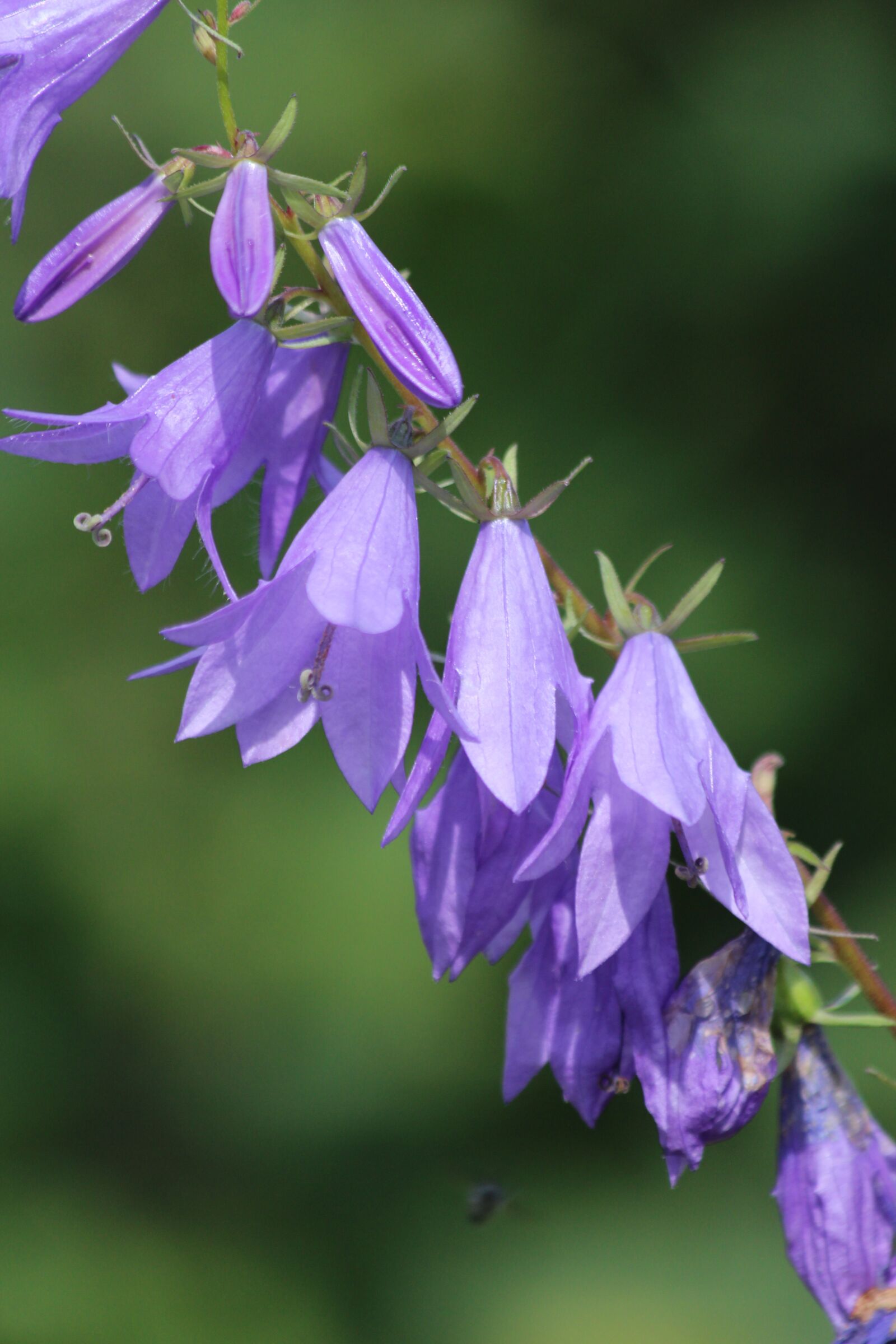 Canon EOS 650D (EOS Rebel T4i / EOS Kiss X6i) sample photo. Bell, blue bell, blue photography
