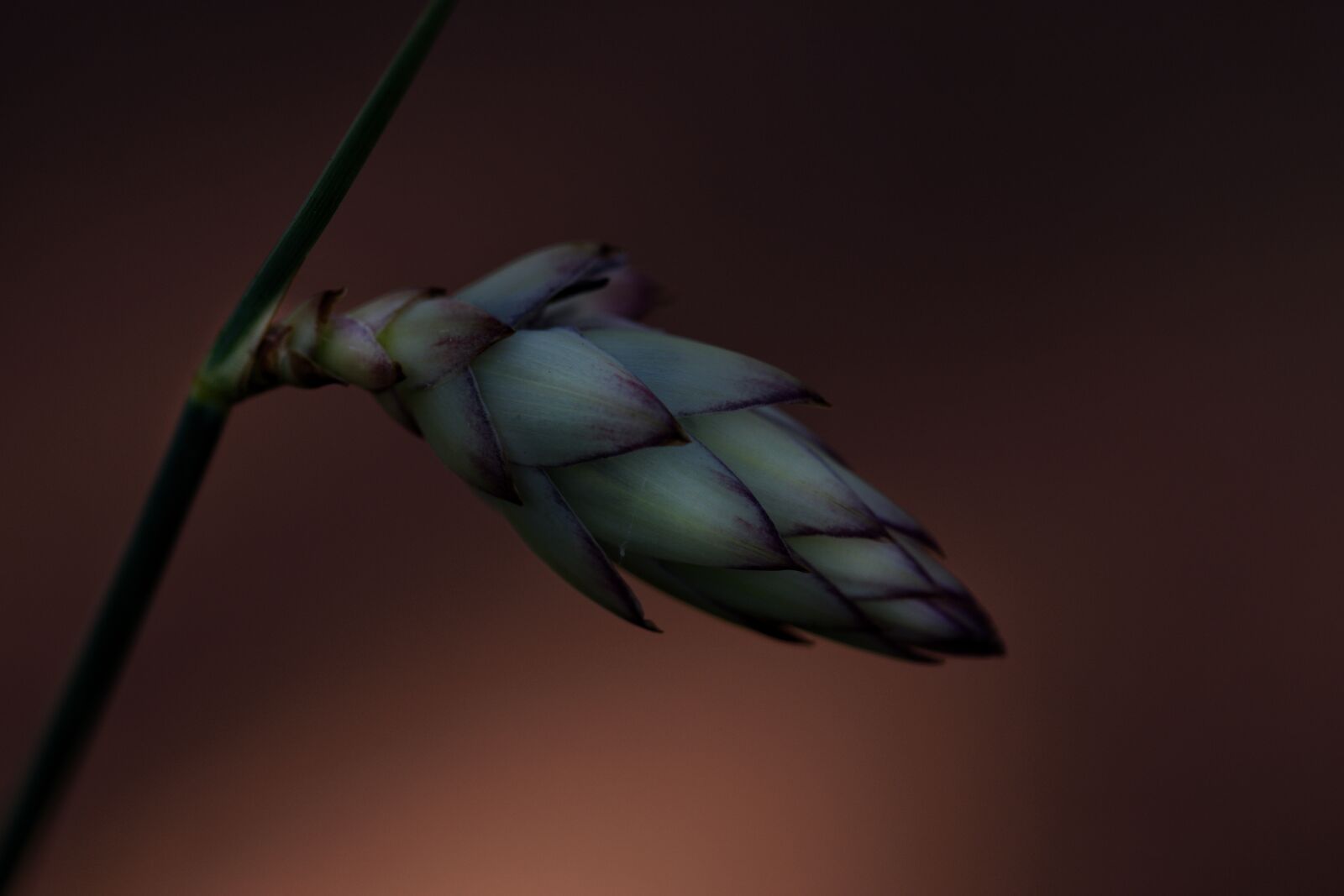 Nikon D3300 sample photo. Wildflower, australian, mood photography