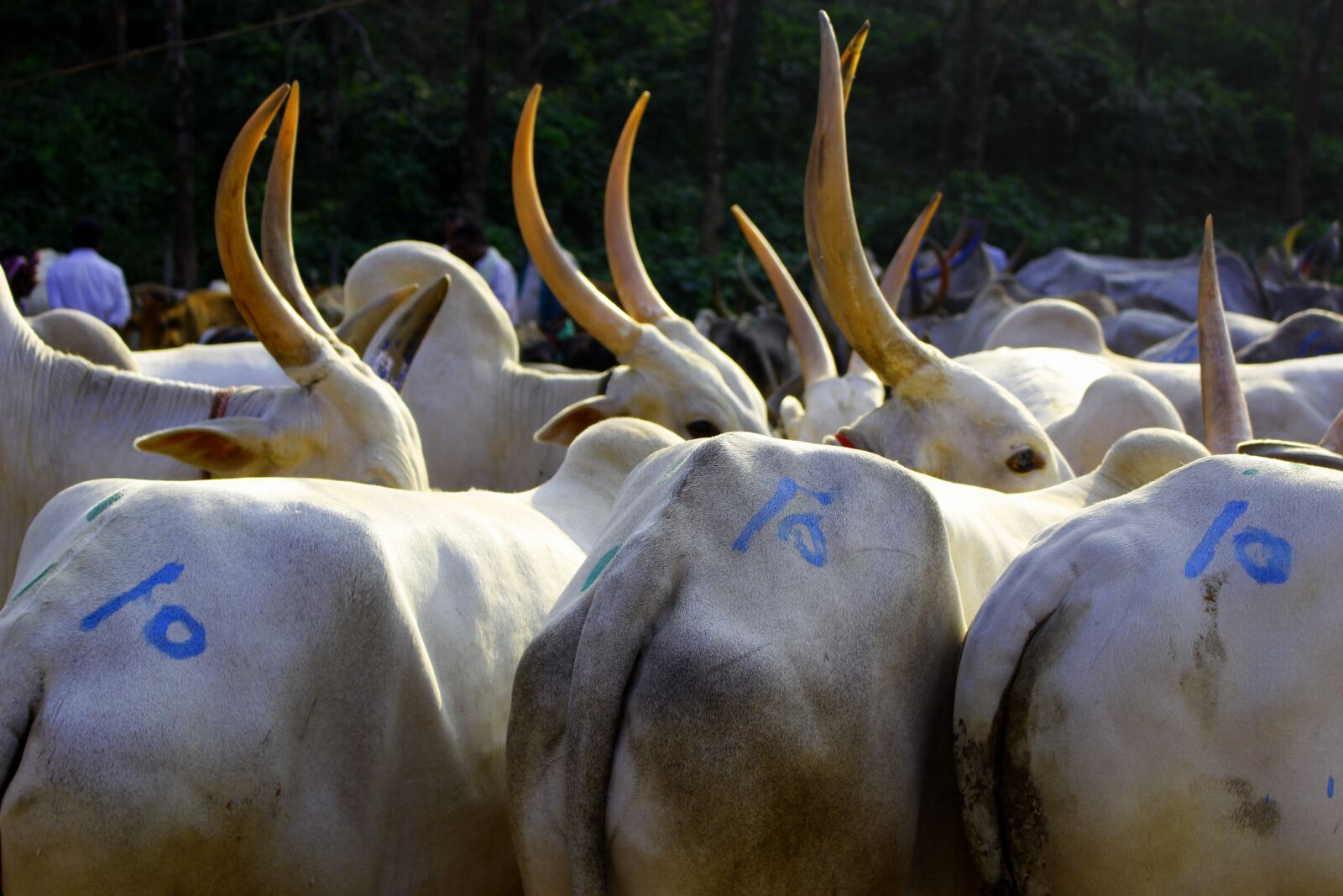Canon EOS 700D (EOS Rebel T5i / EOS Kiss X7i) sample photo. Bullock, cattle, india photography