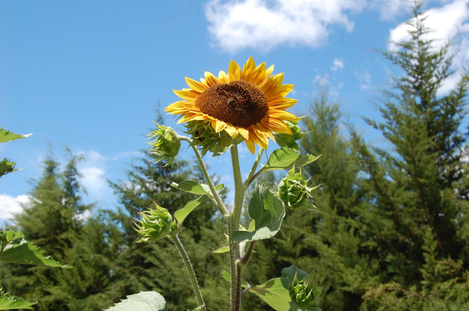 Nikon D40 sample photo. Sunny flower, seeds, vegetables photography
