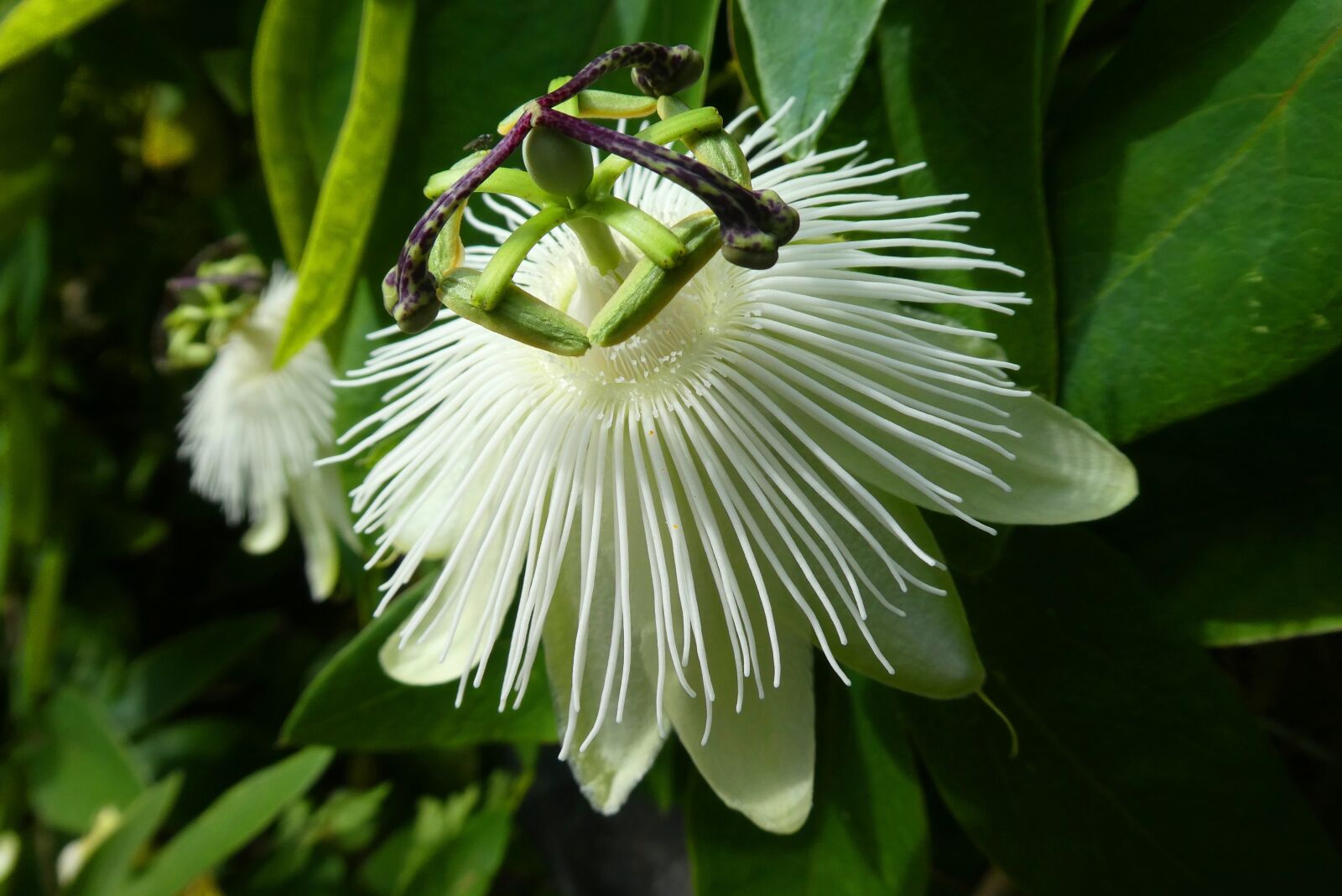 Panasonic Lumix DC-ZS70 (Lumix DC-TZ90) sample photo. Passion flower, bloom, flower photography