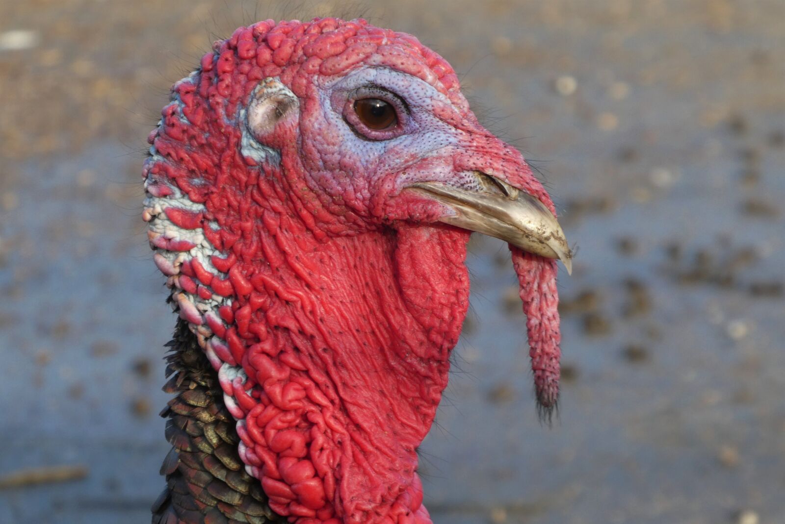 Panasonic Lumix DC-ZS70 (Lumix DC-TZ90) sample photo. Turkey, beak, eyes photography