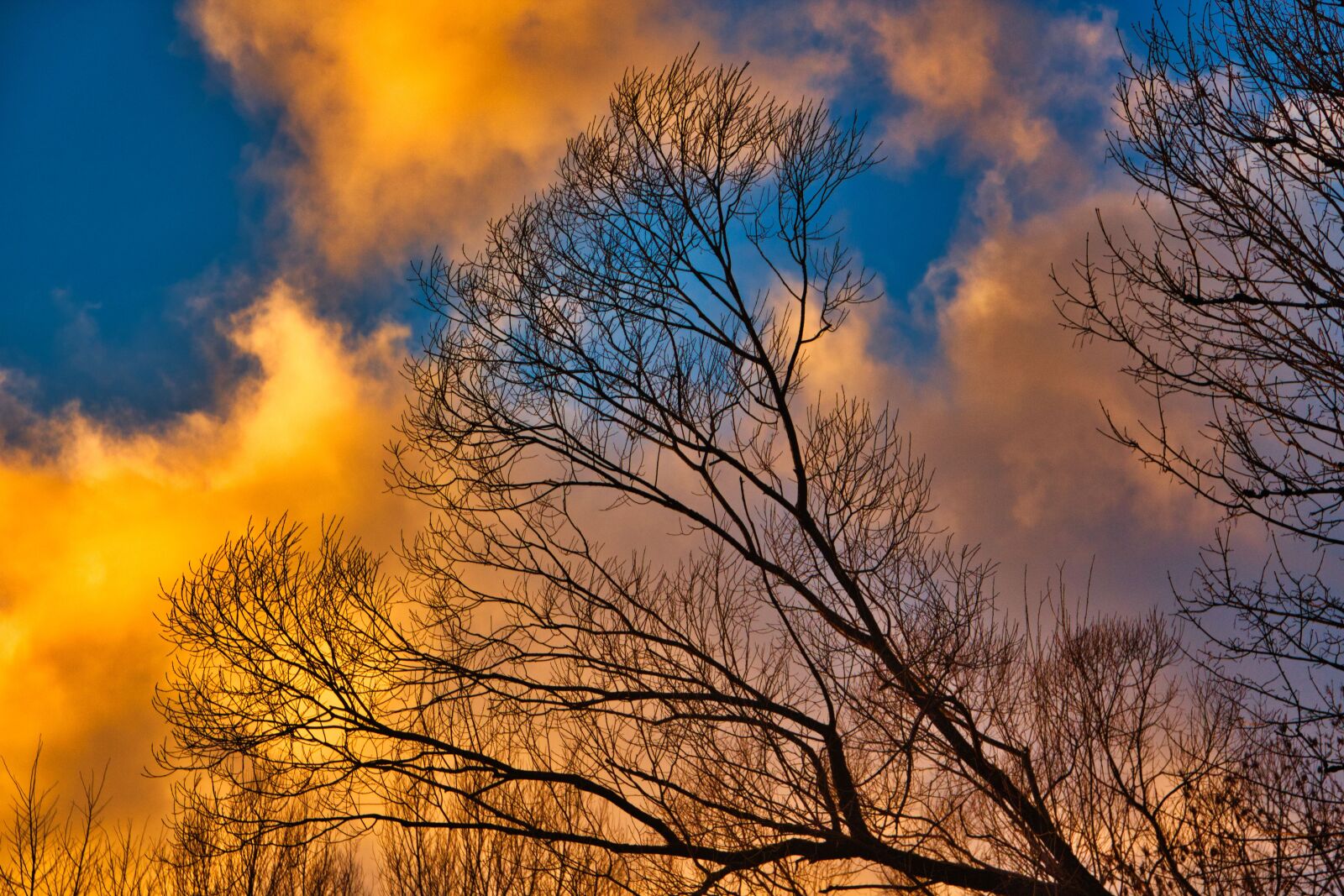 Canon EOS 700D (EOS Rebel T5i / EOS Kiss X7i) sample photo. Sunset, tree, sun photography