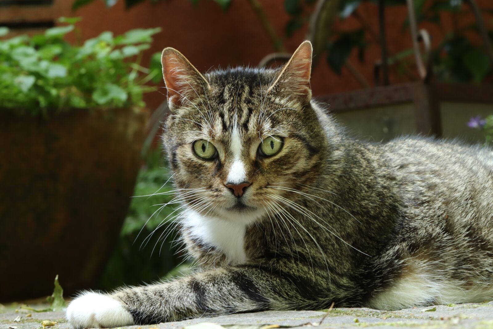 Canon EOS 800D (EOS Rebel T7i / EOS Kiss X9i) sample photo. Cat, pet, domestic cat photography