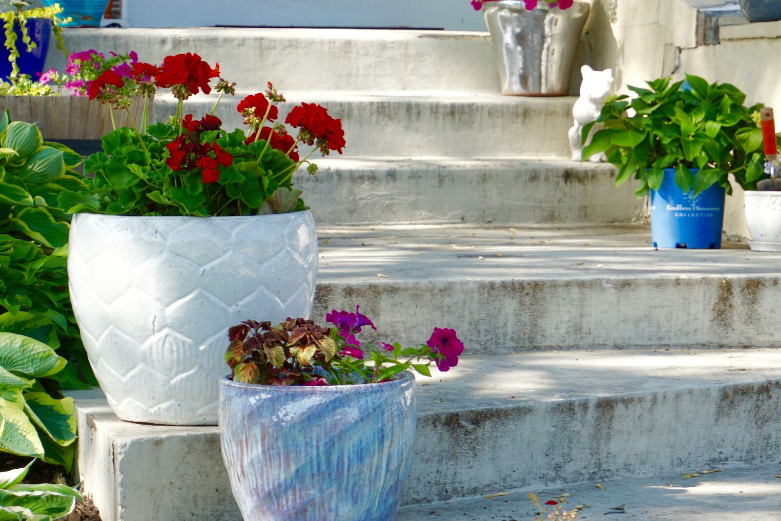 Sony a5100 sample photo. Stairs, plants, flowers photography
