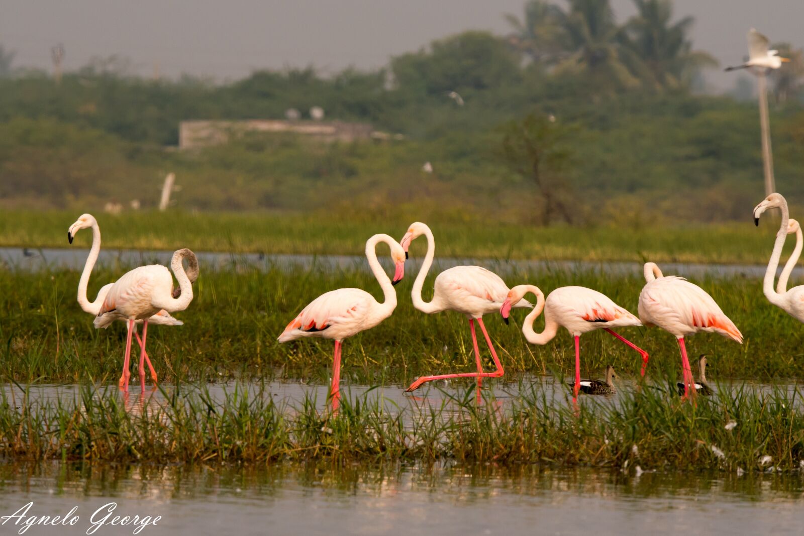 Nikon D750 sample photo. Flamingo, heart, love photography