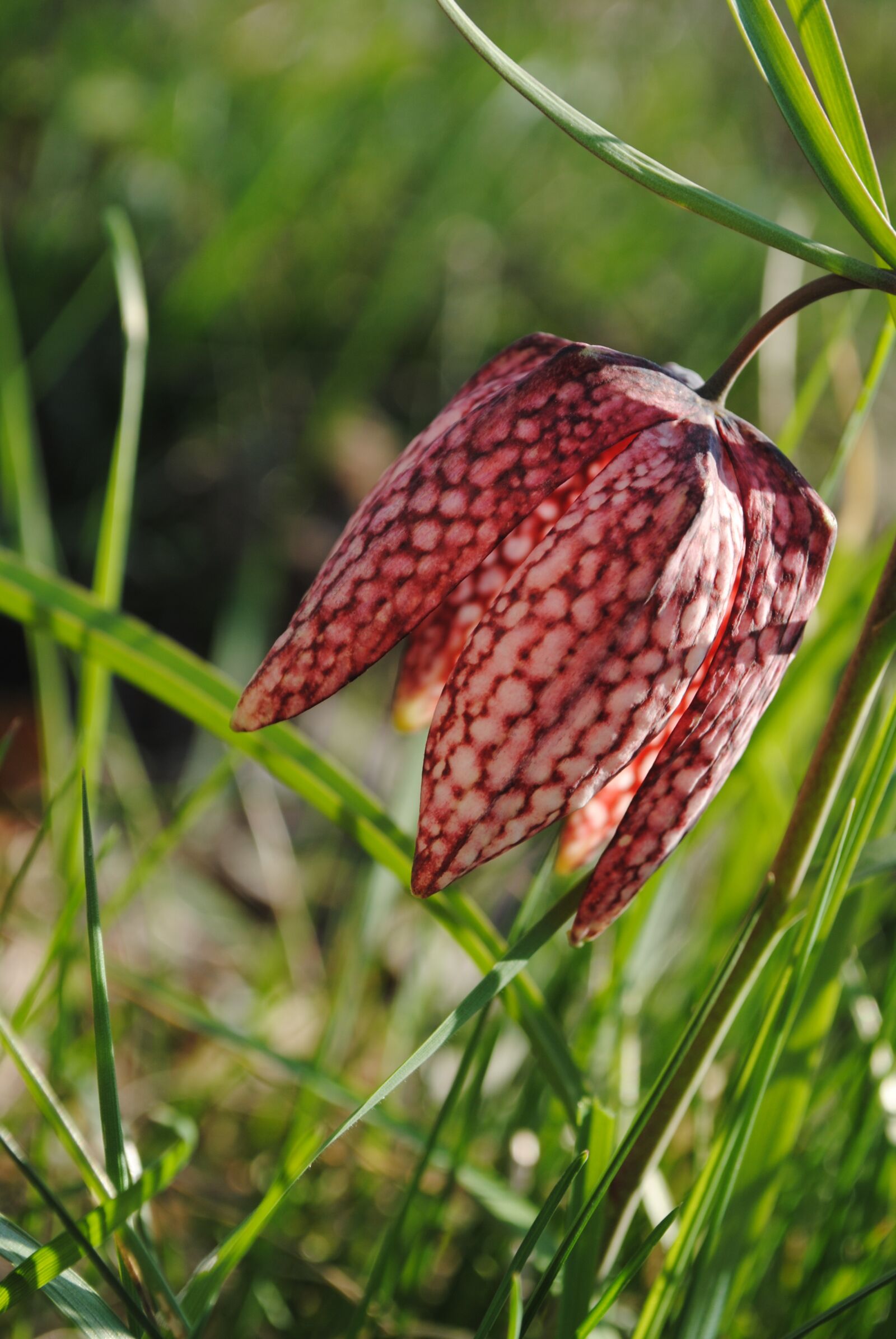 Nikon D3000 sample photo. Purple, violet, meadow photography