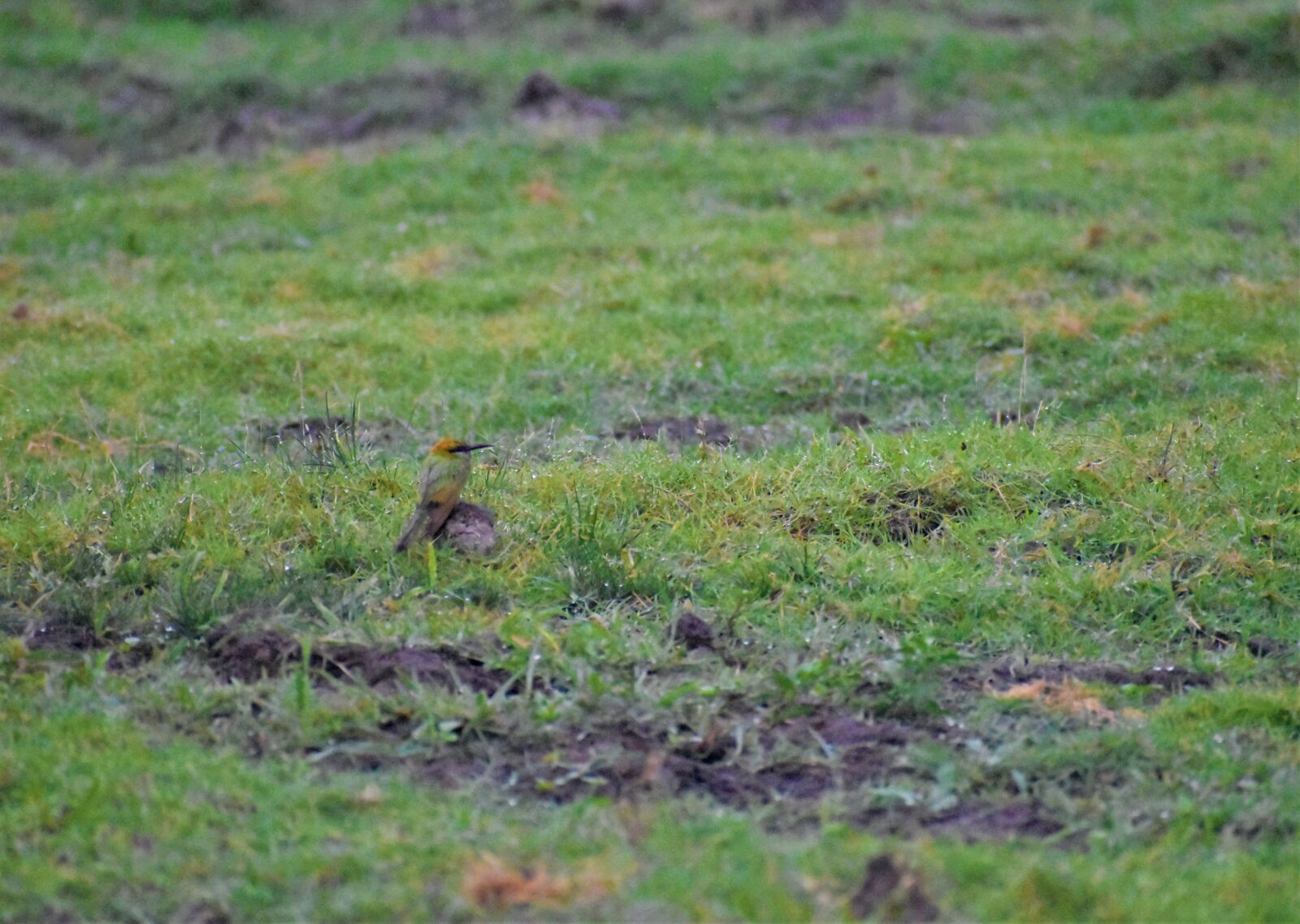 Nikon D5600 sample photo. Nature, green, bird photography